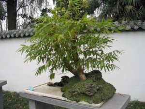 Bonsai exterior Comprar bonsai online