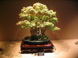 Bonsai interior Comprar bonsai online
