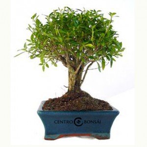 bonsai serissa Bonsái de 5 años Serissa phoetida
