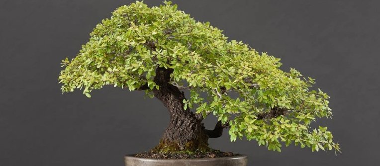 Bonsái Encina Comprar Bonsái Encina Comprar