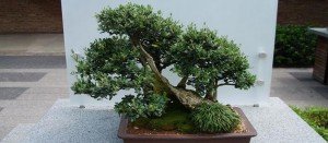 comprar bonsai olivo madrid