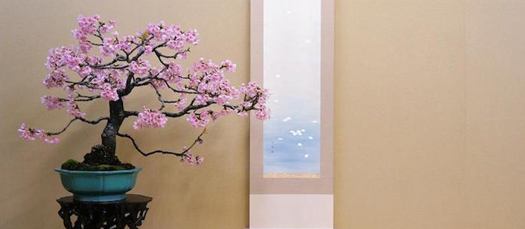 Bonsái prunus Bonsái prunus