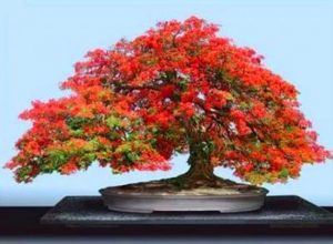 bonsai arce japones bonsai arce japones