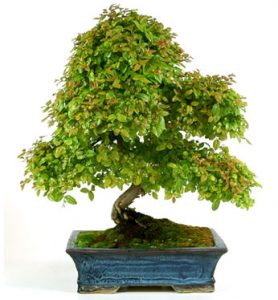 bonsai sageretia