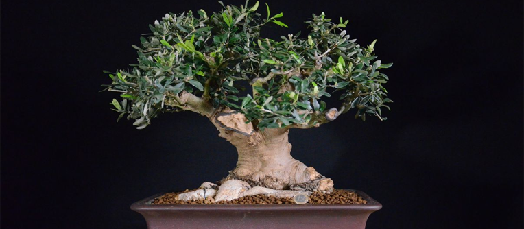 bonsái olea europaea