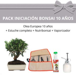 Pack Iniciacion Bonsai Olea Europea 10 anos
