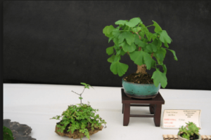bonsai ginkgo comprar
