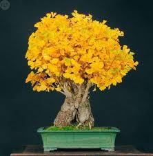 comprar bonsai ginkgo biloba