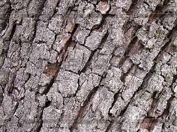 corteza ginkgo biloba