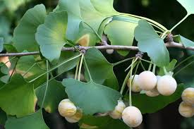 frutos ginkgo biloba