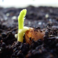 ginkgo biloba semillas