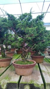 Bonsai Juniperus Itoigawa 19 anos Bonsai Juniperus Itoigawa 19 anos_4