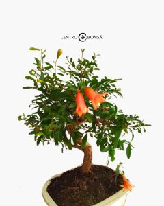 494973156 1251192790340282 2190190699153898584 n