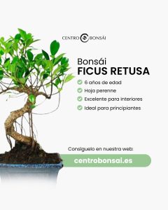 495326970 1257873779672183 2465217459847888080 n