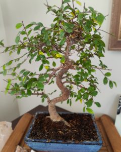 495385600 1258706649588896 4737953286420355007 n