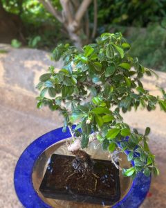 495536427 1257885099671051 3407936112595142303 n