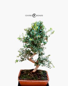 496214926 1257982162994678 2863113092246437328 n