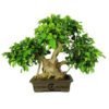 Bonsái 29 años Ficus Retusa