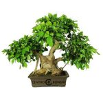 Bonsái 29 años Ficus Retusa