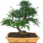 Bonsai 24 años Zanthoxylum piperitum