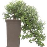 Bonsai 34 años Zanthoxylum piperitum