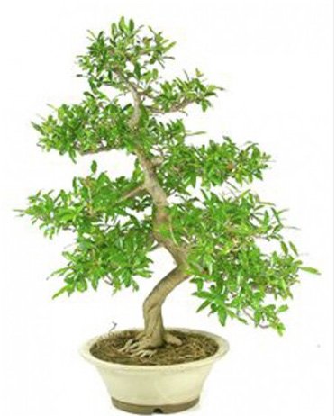 Bonsai-50-años-Punica-Granatum Bonsai 50 años Punica Granatum