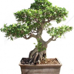Bonsai 52 años ficus india