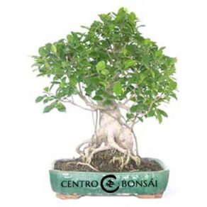Bonsái 25 años Ficus Retusa