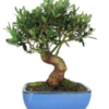 Bonsái 25 años Olea europaea