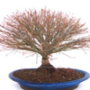 Bonsái 34 años Acer palmatum kiyohime