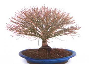 Bonsái 34 años Acer palmatum kiyohime