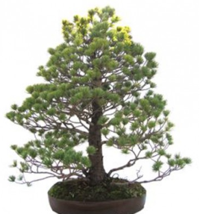 Bonsái 45 años Pinus pentaphylla