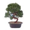 Bonsai 18 años Juniperus Chinesis