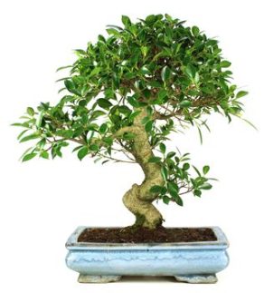 Bonsai 19 años Ficus retusa