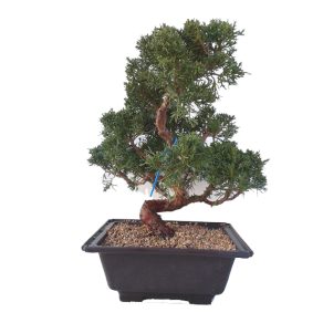 Bonsái 20 años Juniperus chinensis