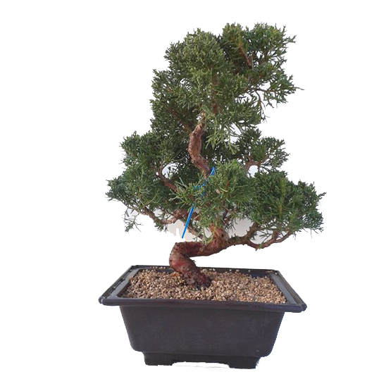Bonsái 20 años Juniperus chinensis