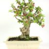 Bonsai 35 años Malus sp. ZP-E