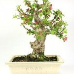 Bonsai 35 años Malus sp. ZP-E