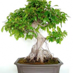 Bonsai 21 años Ficus retusa