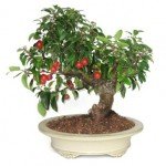 Bonsai 21 años Malus sp. ZP-E