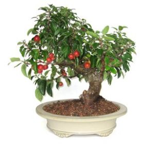 Bonsai 21 años Malus sp. ZP-E