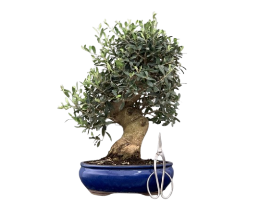 Bonsai 23 años Olea europaea sylvestris