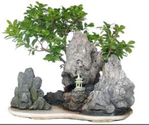 Bonsai 24 años Ficus india