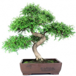 Bonsai 24 años Zelkova parvifolia