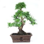Bonsái 24 años Carmona microphylla