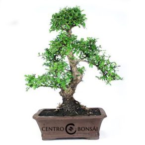 Bonsái 24 años Carmona microphylla