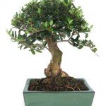 Bonsái 10 años Olea europaea