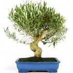 Bonsái 19 años Olea europaea