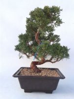 Bonsái 20 años Juniperus chinensis