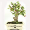 Bonsái 20 años Malus sp. ZP-E